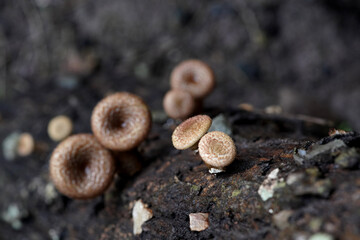 mushrooms on a tree