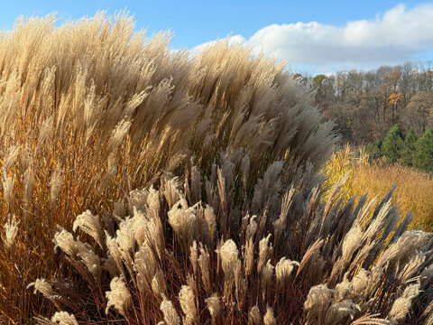 Miscanthus sinensis grass.