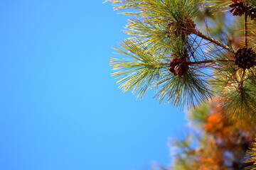 青空に映える松の葉