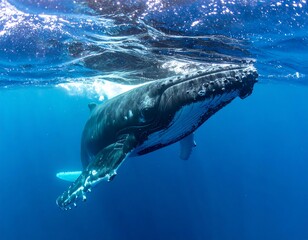Large whale swims upwards in blue ocean, showing its underside
