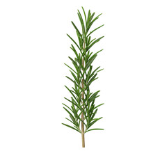 Naklejka premium A fresh rosemary sprig with vibrant green leaves and a woody brown stem, presented against a clean transparent background with ample copy space, concept of botanical purity