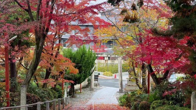 Autumn leaves in a serene Kyoto pathway evoke tranquility and beauty
