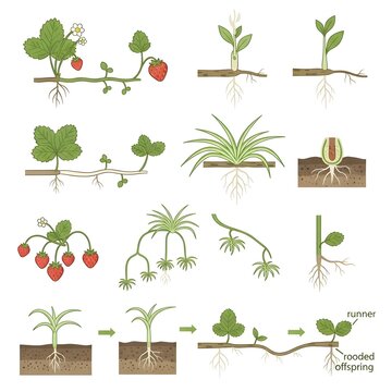 Botanical icons illustrating plant propagation through runners and stolons