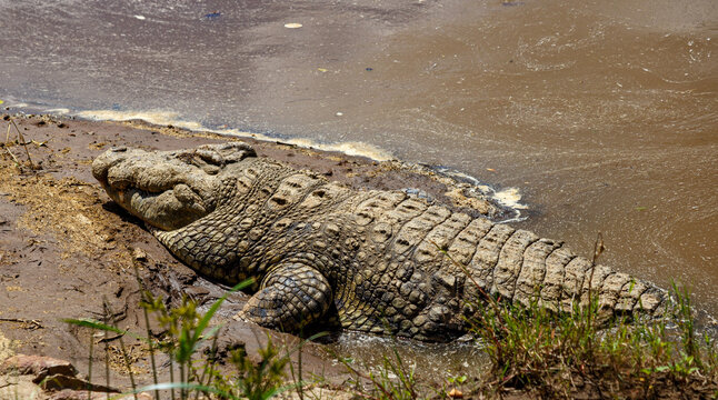 Cocodrilo del Nilo descansando en la orilla del r&iacute;o Mara, Reserva Nacional Mas&aacute;i Mara, Kenia