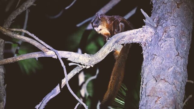 Nocturnal portrait: A Giant Flying Squirrel alert on a pine tree. The image captures its large, nocturnal eyes and thick, reddish-brown coat under artificial night light.