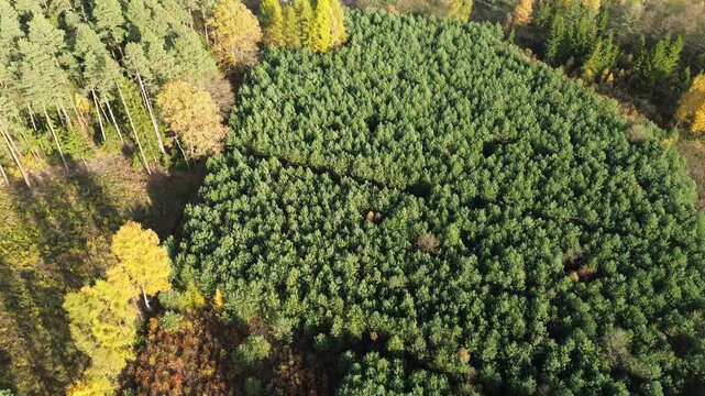 Top down view of afforestation and lush vegetation