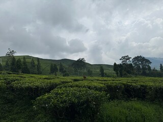 Fototapeta premium Tea bushes and green rows leading toward hills beneath cloudy sky.