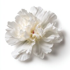 Elegant White Peony Closeup