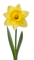 Vibrant yellow daffodil isolated on transparent background