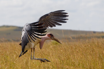 Fototapeta premium Cigüeña Marabú en la sabana de la Reserva Nacional Masái Mara, Kenia