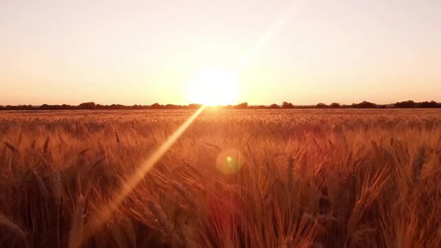 Rural Tranquility sun flare summer Focusing on the peaceful and untouched beauty of a natural environment, free from human presence, evoking a sense of calm, escape, and unspoiled nature.