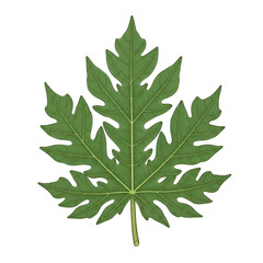 Green leaf with intricate veins