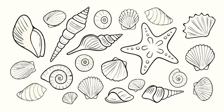 A collection of various shells and a starfish in a hand drawn style