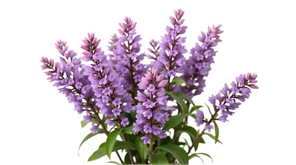 Fototapeta premium Purple Lavender Flowers Arrangement Close Up