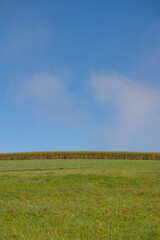 Wiese mit einem Maisfeld und Himmel mit Wolke