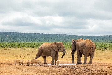 Obraz premium Elephant in Addo Elephant Safari Park