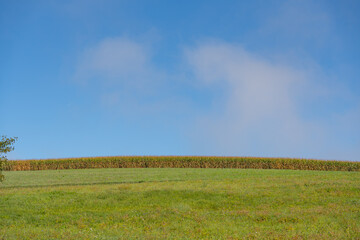 Wiese mit einem Maisfeld und Himmel mit Wolke