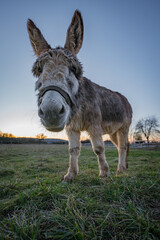 Ein Esel beim grasen im Sonnenuntergang