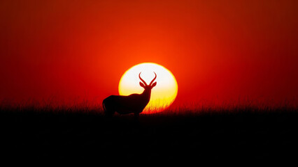 Antelope silhouette at sunset