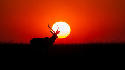 Antelope silhouette at sunset