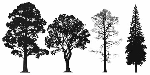 Silhouettes of diverse trees oak maple birch and a coniferous evergreen © Ranajit