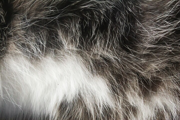 Close-up of gray and white cat fur texture. texture background.