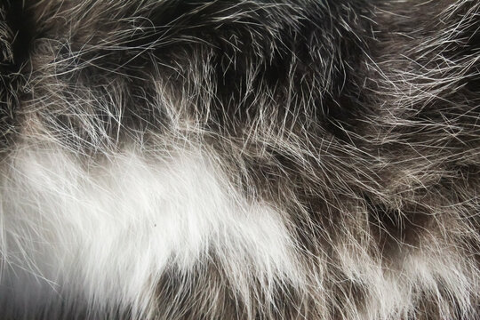 Close-up of gray and white cat fur texture. texture background.