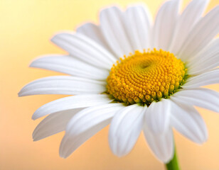 Naklejka premium Margerite