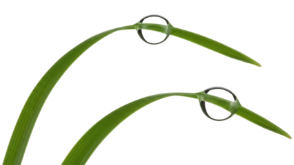 Two green grass blades with water drops isolated PNG, fresh spring growth on transparent background for nature and environmental designs