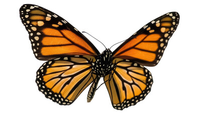 Monarch butterfly PNG isolated on transparent background, orange and black wings with white spots, beautiful insect for design projects © Nolan