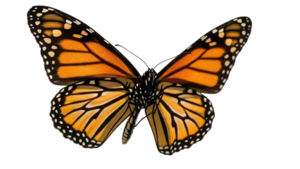 Monarch butterfly PNG isolated on transparent background, orange and black wings with white spots, beautiful insect for design projects