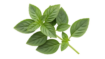 Fototapeta premium Fresh green basil leaves isolated PNG, aromatic herb for cooking and seasoning, culinary ingredient on transparent background