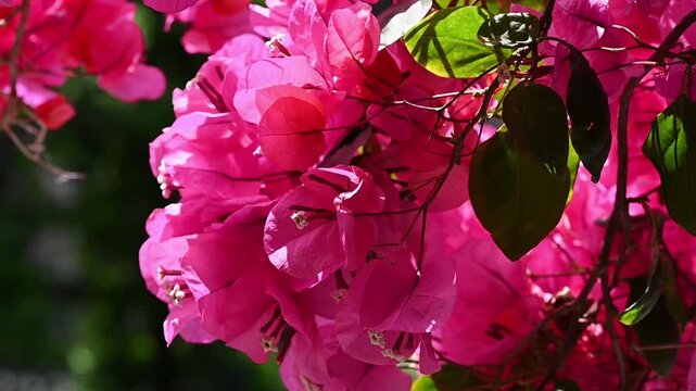 Close-up of pink Bougainvillea flowers gently moving in the breeze camera panning to right