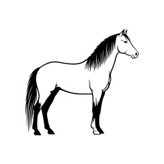 Obraz premium Black and white of a horse standing profile view equine animal