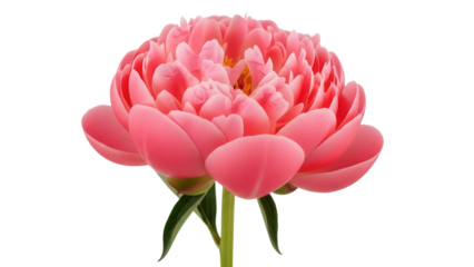 Beautiful pink peony flower isolated PNG, romantic floral blossom on transparent background for wedding invitations and greeting cards