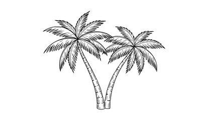 Hand drawn black and white palm tree vector illustration isolated on white background Keywords © Liton