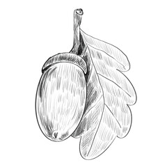 A twig with an acorn and an oak leaf. Black and white realistic pencil hand drawing isolated on white © Margarita