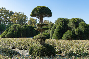 Landscaped Topiary park with trimmed yew (Tysus baccata) bushes. In foreground is trimmed yew bush with multiple spherical layers. Public city park Krasnodar or Galitsky