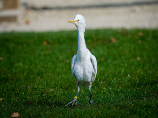 Fototapeta premium Héron garde-bœufs (Ardea ibis) en vol et au sol lors d’un spectacle de rapaces, oiseau blanc en captivité pédagogique