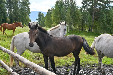 Farm horses in a paddock at a country ranch