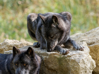 Loup gris (Canis lupus occidentalis) au repos et en déplacement en parc animalier, grand carnivore...