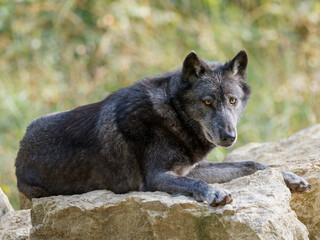 Loup gris (Canis lupus occidentalis) au repos et en d&eacute;placement en parc animalier, grand carnivore en captivit&eacute;