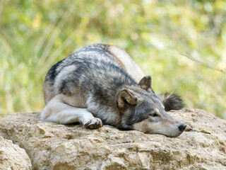 Loup gris (Canis lupus occidentalis) au repos et en d&eacute;placement en parc animalier, grand carnivore en captivit&eacute;
