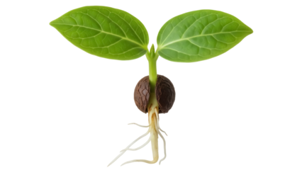 Sprouted seed with roots and green leaves isolated PNG, young plant growing on transparent background, seedling for agriculture and botany