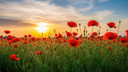 Beautiful poppy field at sunset with vibrant red flowers
