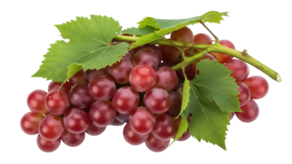 Fresh red grapes with leaves isolated PNG, delicious fruit for healthy eating and snack, natural source of vitamins and antioxidants