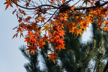 Vibrant orange and red autumn leaves maple Acer Palmatum dangle from branches, contrasting beautifully against soft blue sky and blurred evergreen trees. Nature concept for design