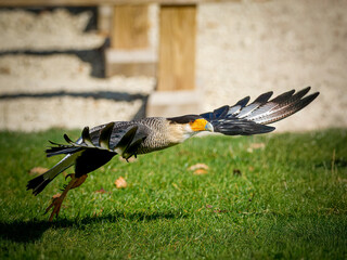 Caracara huppé (Caracara plancus) en marche et en vol lors d’un spectacle de rapaces, rapace...