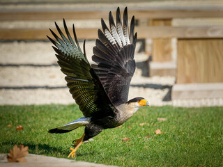 Caracara huppé (Caracara plancus) en marche et en vol lors d’un spectacle de rapaces, rapace sud-américain en captivité pédagogique © Colombe Delons