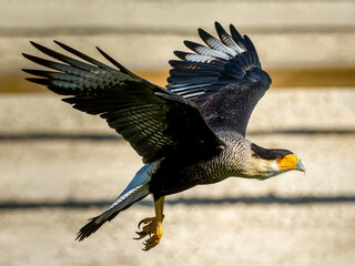 Caracara huppé (Caracara plancus) en marche et en vol lors d’un spectacle de rapaces, rapace sud-américain en captivité pédagogique © Colombe Delons